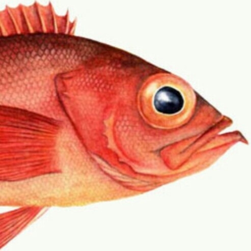 Redfish Events Logo